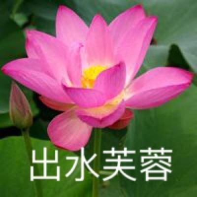 花楼破解版下载